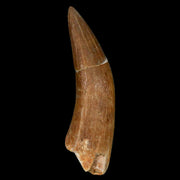 XL 2.3" Plesiosaur Zarafasaura Tooth Fossil Cretaceous Dinosaur Era COA, Stand