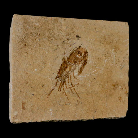1.6" Fossil Shrimp Carpopenaeus Cretaceous Age 100 Mil Yrs Old Lebanon COA - Fossil Age Minerals