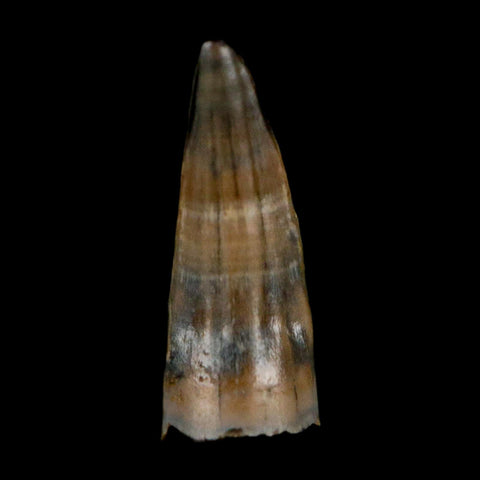 0.5 Crocodile Borealosuchus Fossil Tooth Judith River FM Montana COA Display - Fossil Age Minerals