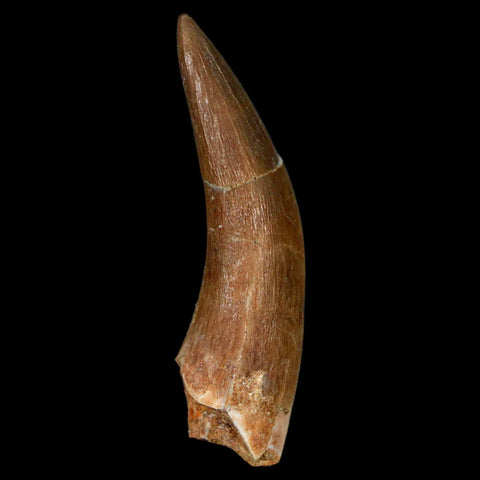 XL 2.3" Plesiosaur Zarafasaura Tooth Fossil Cretaceous Dinosaur Era COA, Stand