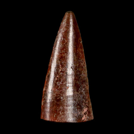 0.7" Postosuchus Rauisuchid Archosaur Fossil Tooth Redonda Formation NM COA Display