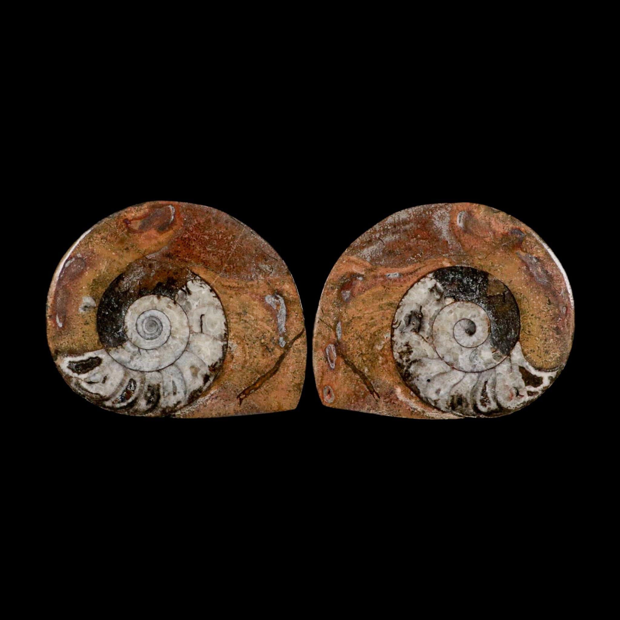 2.8" Goniatite Ammonite Fossil Polished, Cut Half's Erfoud Morocco Devonian Age COA - Fossil Age Minerals