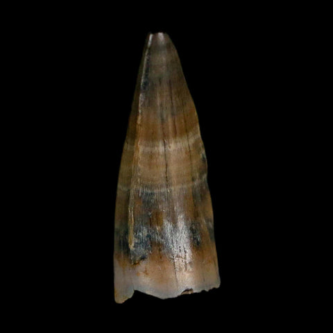 0.5 Crocodile Borealosuchus Fossil Tooth Judith River FM Montana COA Display - Fossil Age Minerals