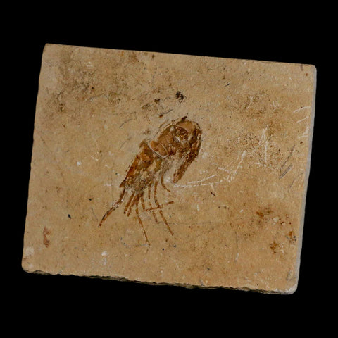 1.6" Fossil Shrimp Carpopenaeus Cretaceous Age 100 Mil Yrs Old Lebanon COA - Fossil Age Minerals