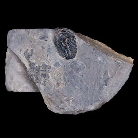 0.9" Elrathia Kingi Trilobite Fossil In Matrix House Range Utah Cambrian Age COA
