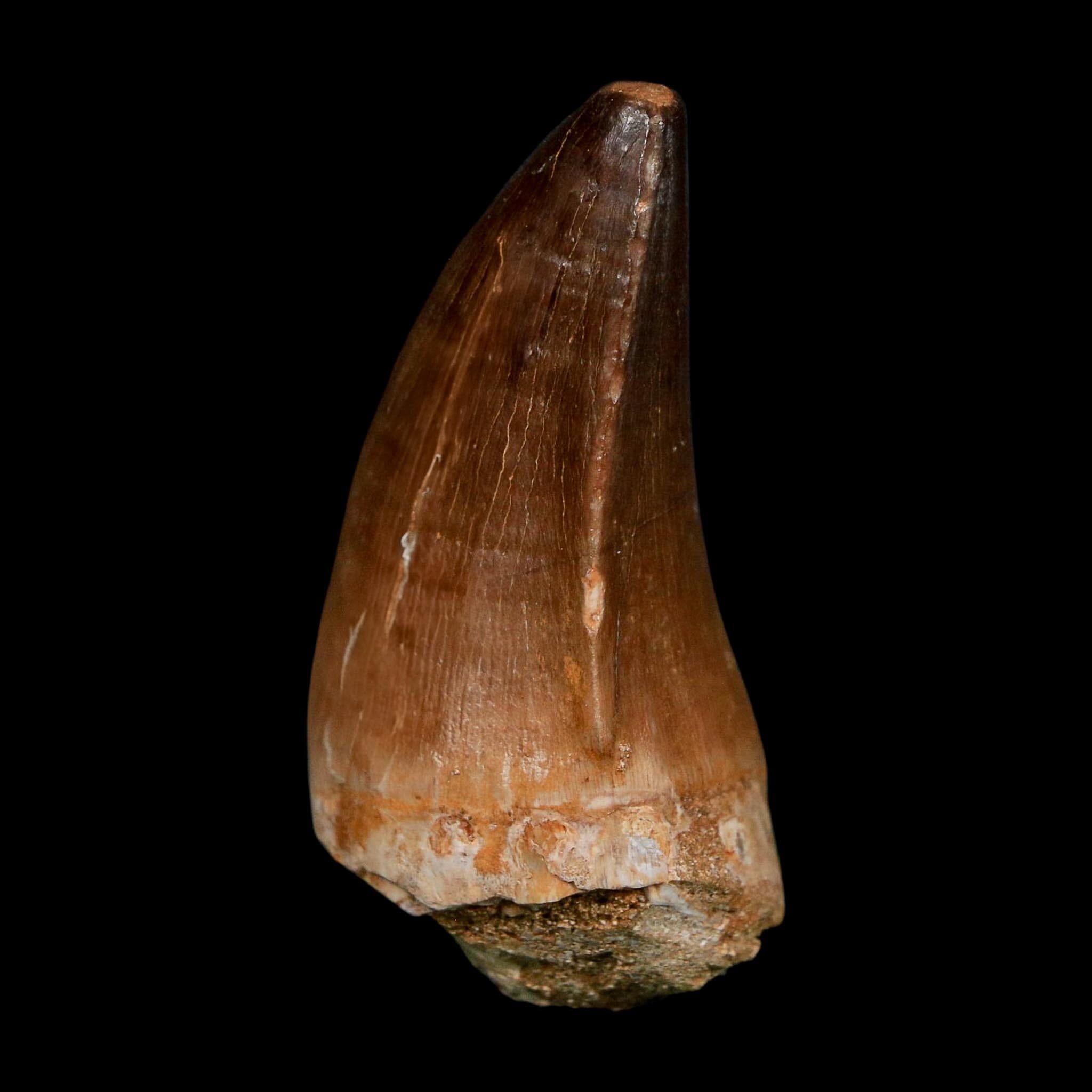 XL 2.1" Mosasaur Prognathodon Fossil Tooth Cretaceous Dinosaur Era COA Stand - Fossil Age Minerals