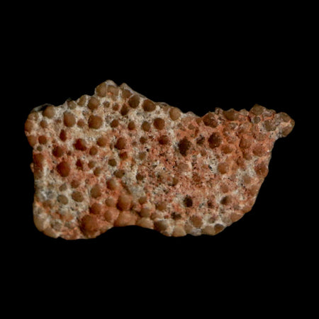 0.6" Megaloolithus Titanosaur Dinosaur Fossil Egg Shell Bouches Du Rhone France Display