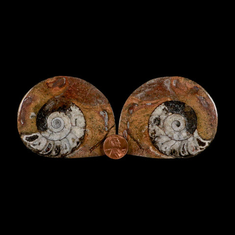 2.8" Goniatite Ammonite Fossil Polished, Cut Half's Erfoud Morocco Devonian Age COA