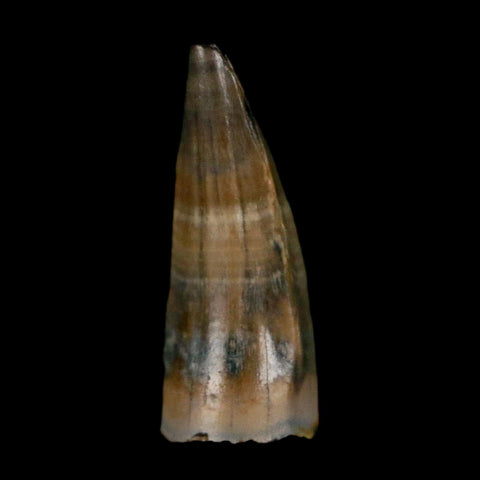 0.5 Crocodile Borealosuchus Fossil Tooth Judith River FM Montana COA Display - Fossil Age Minerals