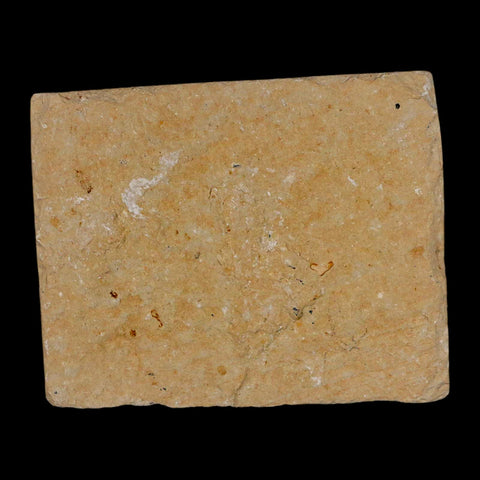 1.6" Fossil Shrimp Carpopenaeus Cretaceous Age 100 Mil Yrs Old Lebanon COA - Fossil Age Minerals