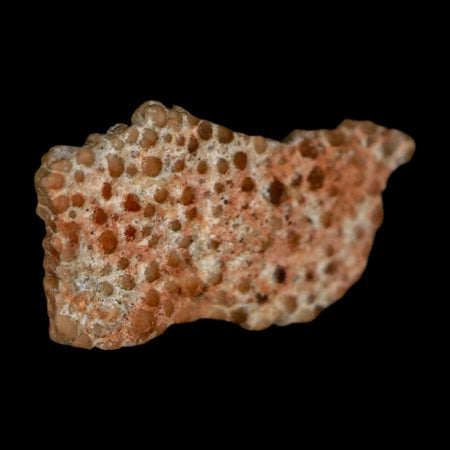 0.6" Megaloolithus Titanosaur Dinosaur Fossil Egg Shell Bouches Du Rhone France Display