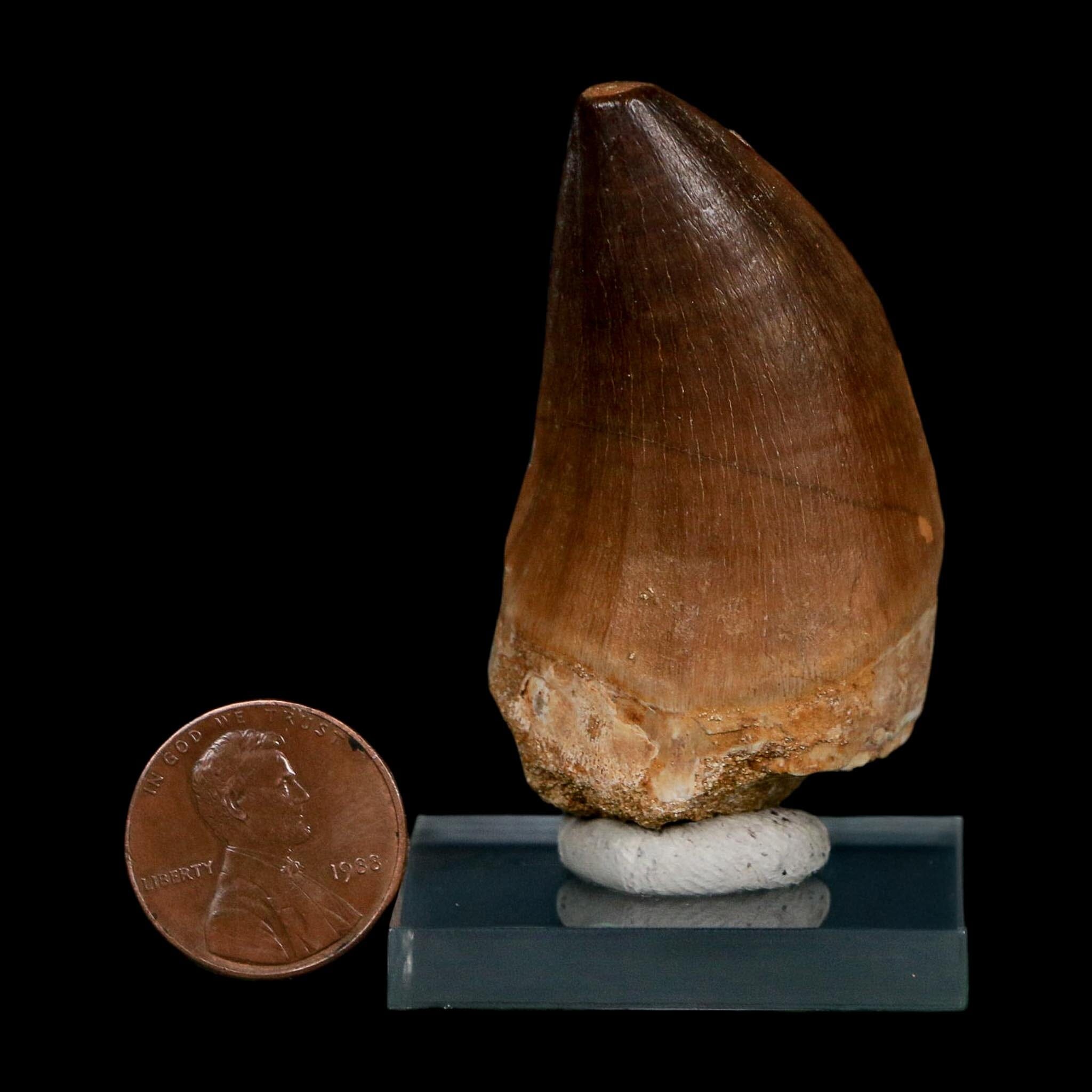 XL 2.1" Mosasaur Prognathodon Fossil Tooth Cretaceous Dinosaur Era COA Stand - Fossil Age Minerals
