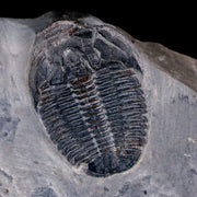 0.9" Elrathia Kingi Trilobite Fossil In Matrix House Range Utah Cambrian Age COA