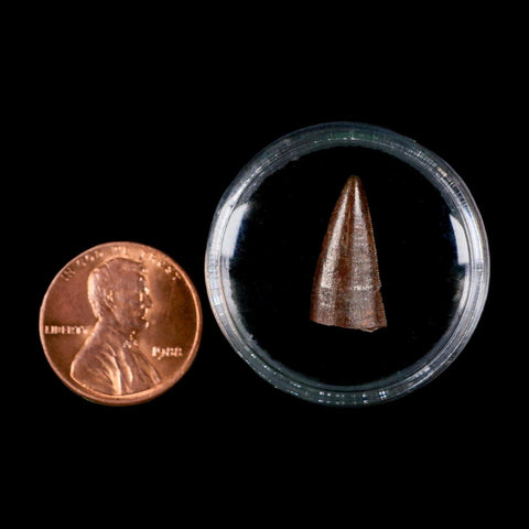 0.7" Postosuchus Rauisuchid Archosaur Fossil Tooth Redonda Formation NM COA Display