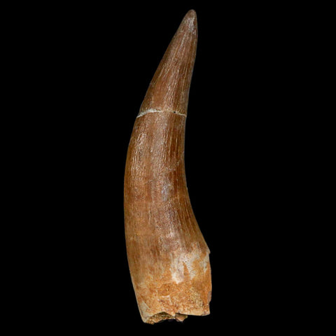 XL 2.3" Plesiosaur Zarafasaura Tooth Fossil Cretaceous Dinosaur Era COA, Stand