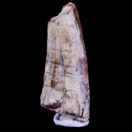 1.7" Suchomimus Fossil Tooth Cretaceous Spinosaurid Dinosaur Elraz FM Niger COA