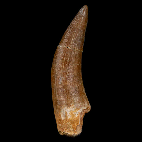 XL 2.3" Plesiosaur Zarafasaura Tooth Fossil Cretaceous Dinosaur Era COA, Stand