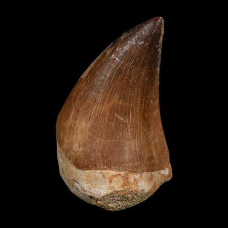 XL 2.1" Mosasaur Prognathodon Fossil Tooth Cretaceous Dinosaur Era COA Stand