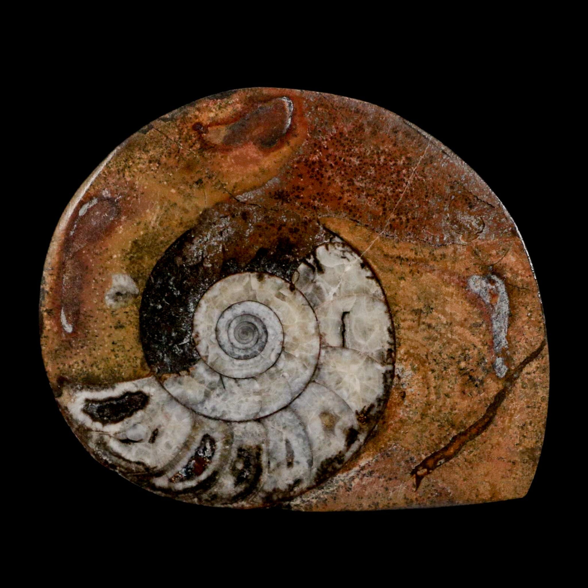 2.8" Goniatite Ammonite Fossil Polished, Cut Half's Erfoud Morocco Devonian Age COA - Fossil Age Minerals