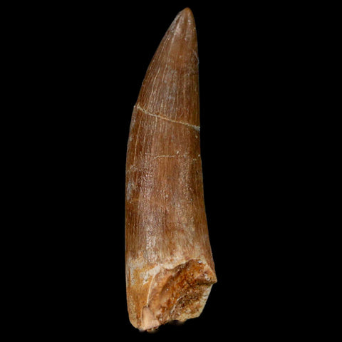 XL 2.3" Plesiosaur Zarafasaura Tooth Fossil Cretaceous Dinosaur Era COA, Stand