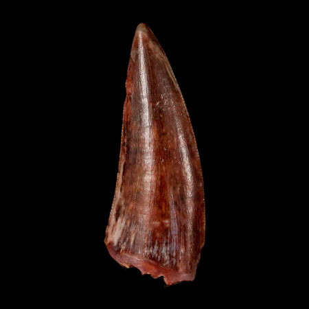 0.9" Postosuchus Rauisuchid Archosaur Fossil Tooth Redonda Formation NM COA Display