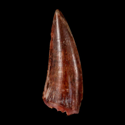 0.9" Postosuchus Rauisuchid Archosaur Fossil Tooth Redonda Formation NM COA Display - Fossil Age Minerals