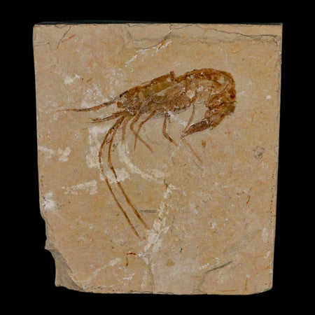 1.9" Fossil Shrimp Carpopenaeus Cretaceous Age 100 Mil Yrs Old Lebanon COA
