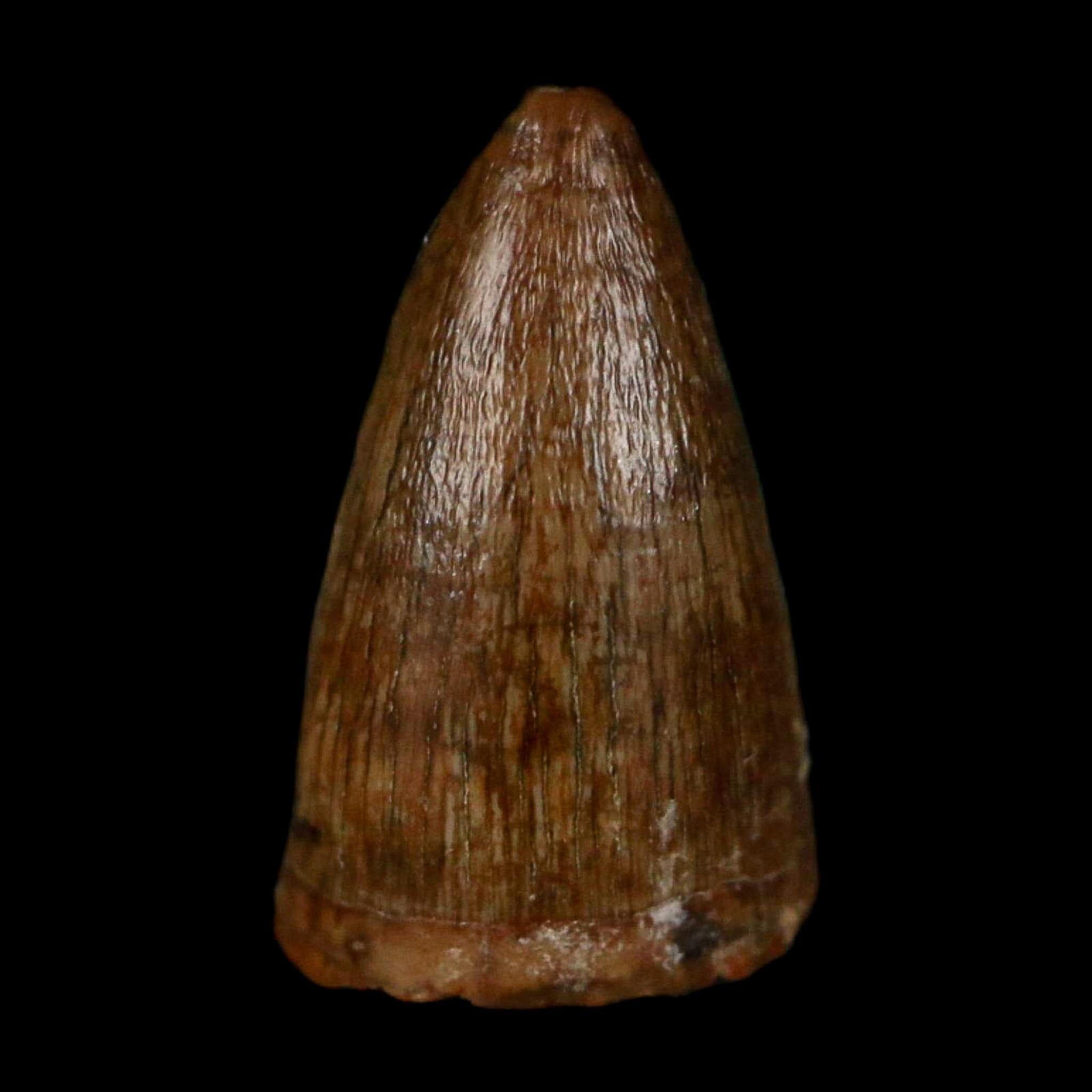 0.5 Crocodile Borealosuchus Fossil Tooth Judith River FM Montana COA Display - Fossil Age Minerals