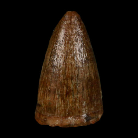 0.5 Crocodile Borealosuchus Fossil Tooth Judith River FM Montana COA Display - Fossil Age Minerals