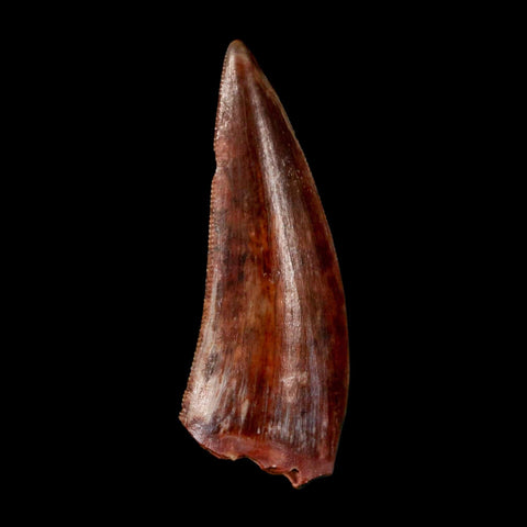 0.9" Postosuchus Rauisuchid Archosaur Fossil Tooth Redonda Formation NM COA Display - Fossil Age Minerals