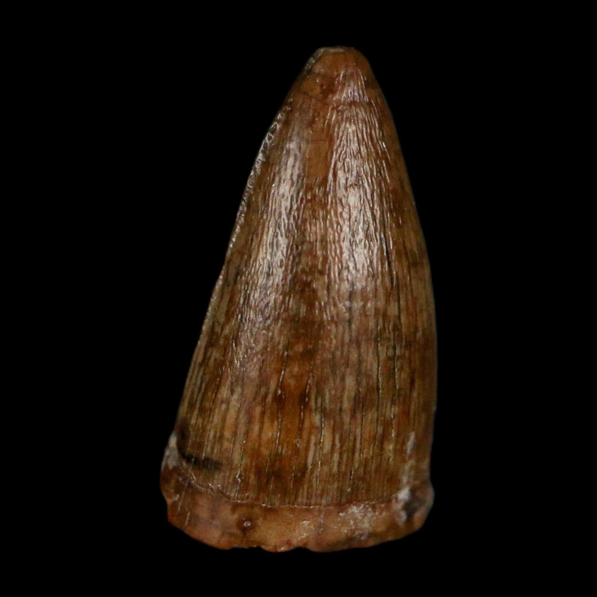 0.5 Crocodile Borealosuchus Fossil Tooth Judith River FM Montana COA Display - Fossil Age Minerals