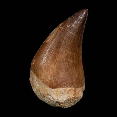 XL 2.1" Mosasaur Prognathodon Fossil Tooth Cretaceous Dinosaur Era COA Stand