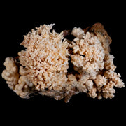 XL 6" Botryoidal Aragonite Cave Calcite Crystal Cluster Mineral Specimen Morocco