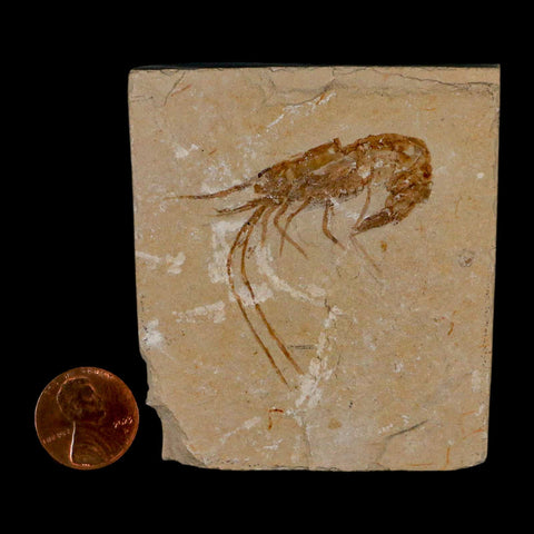 1.9" Fossil Shrimp Carpopenaeus Cretaceous Age 100 Mil Yrs Old Lebanon COA - Fossil Age Minerals