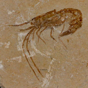 1.9" Fossil Shrimp Carpopenaeus Cretaceous Age 100 Mil Yrs Old Lebanon COA