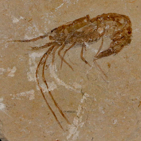 1.9" Fossil Shrimp Carpopenaeus Cretaceous Age 100 Mil Yrs Old Lebanon COA - Fossil Age Minerals