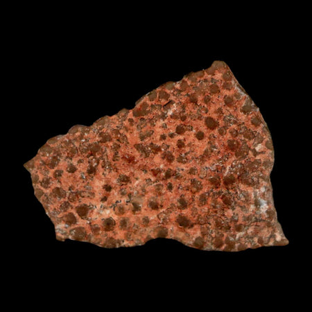 0.5" Megaloolithus Titanosaur Dinosaur Fossil Egg Shell Bouches Du Rhone France Display