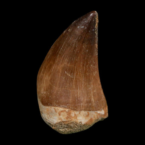 XL 2.1" Mosasaur Prognathodon Fossil Tooth Cretaceous Dinosaur Era COA Stand