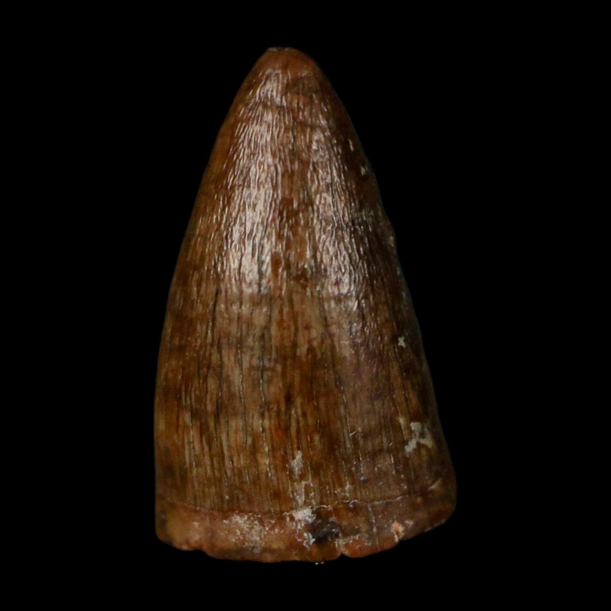 0.5 Crocodile Borealosuchus Fossil Tooth Judith River FM Montana COA Display - Fossil Age Minerals