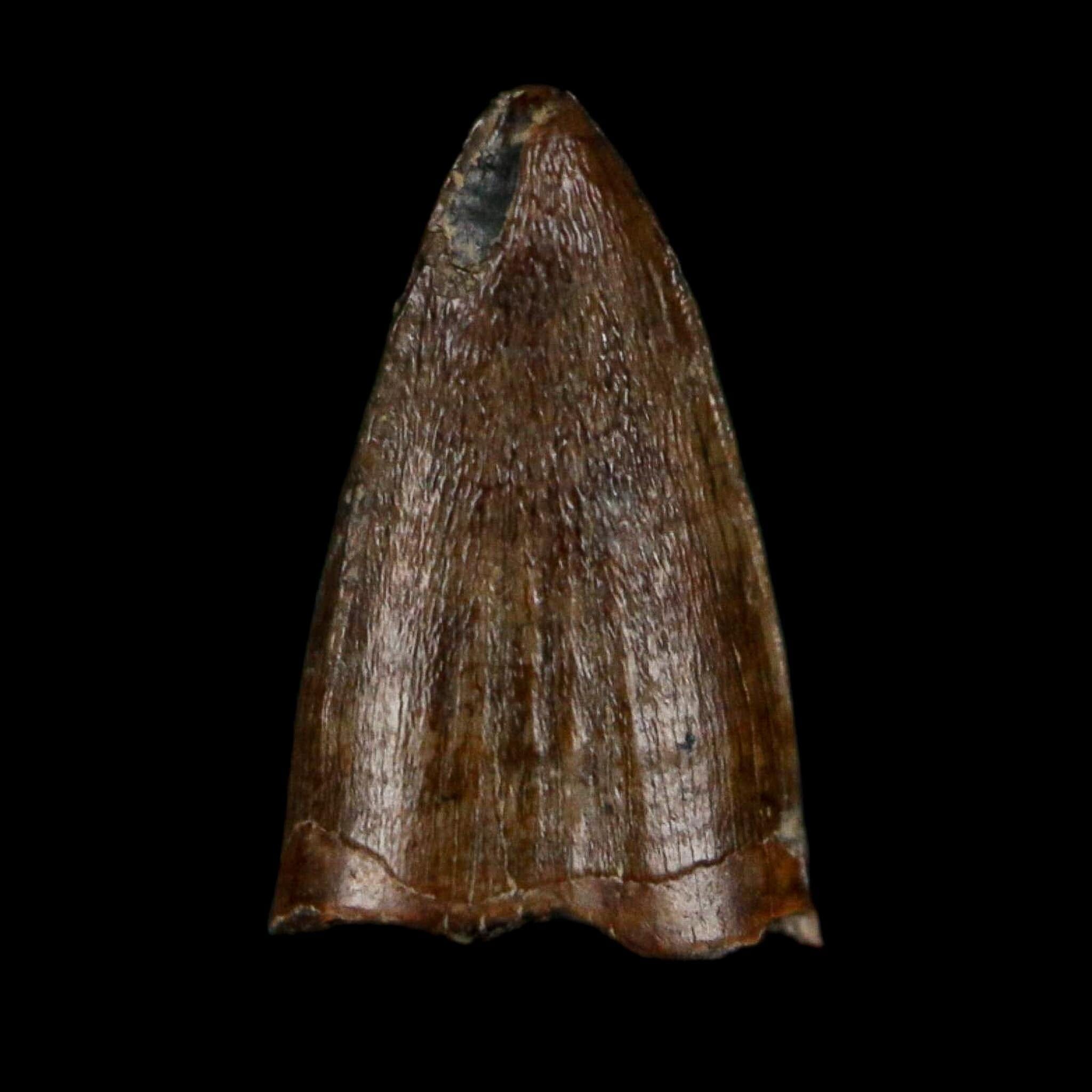 0.5 Crocodile Borealosuchus Fossil Tooth Judith River FM Montana COA Display - Fossil Age Minerals