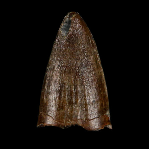 0.5 Crocodile Borealosuchus Fossil Tooth Judith River FM Montana COA Display - Fossil Age Minerals