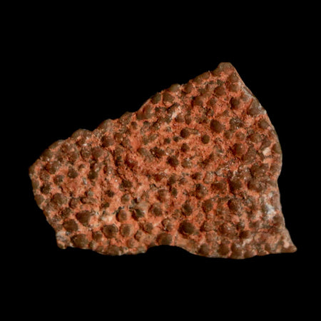 0.5" Megaloolithus Titanosaur Dinosaur Fossil Egg Shell Bouches Du Rhone France Display