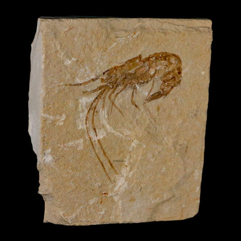 1.9" Fossil Shrimp Carpopenaeus Cretaceous Age 100 Mil Yrs Old Lebanon COA - Fossil Age Minerals
