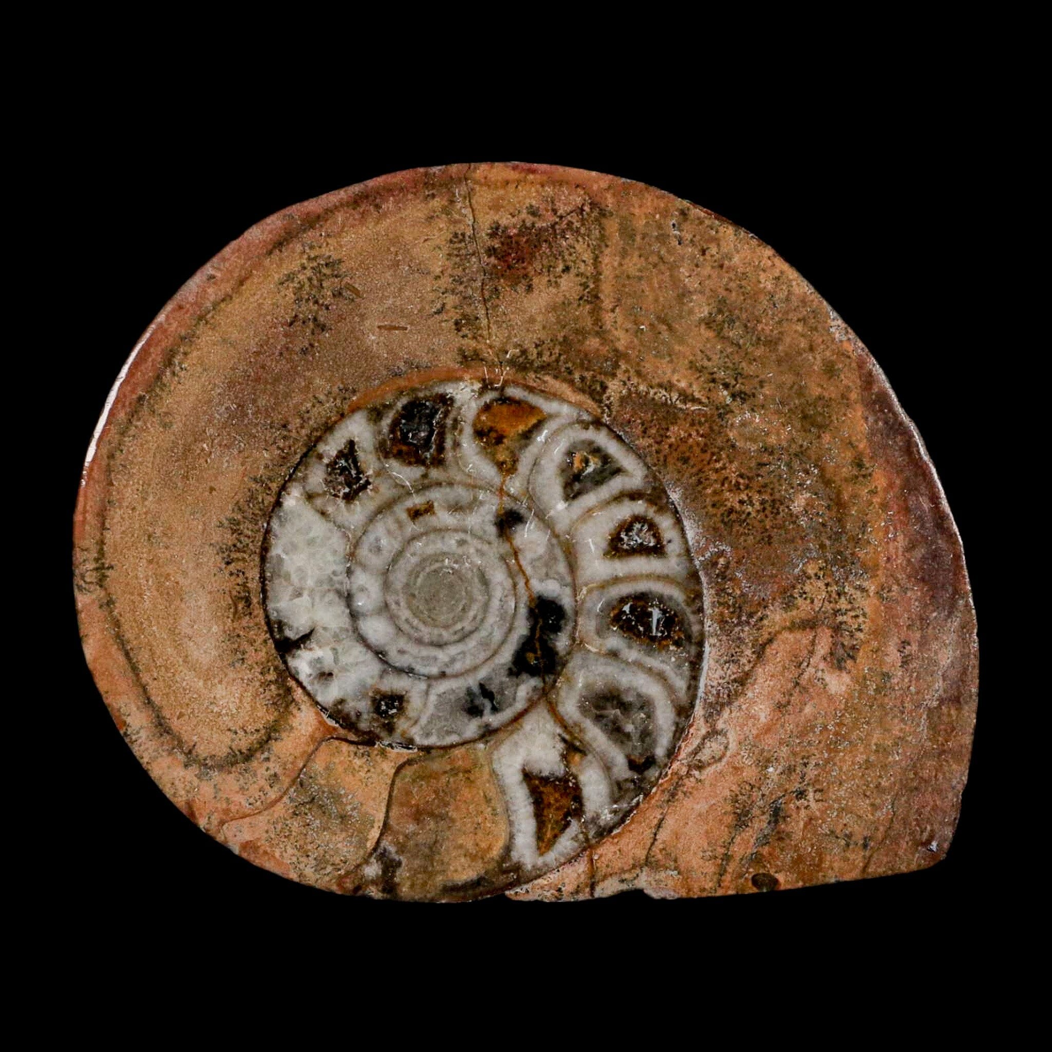 2.9" Goniatite Ammonite Fossil Polished, Cut Half's Erfoud Morocco Devonian Age COA - Fossil Age Minerals