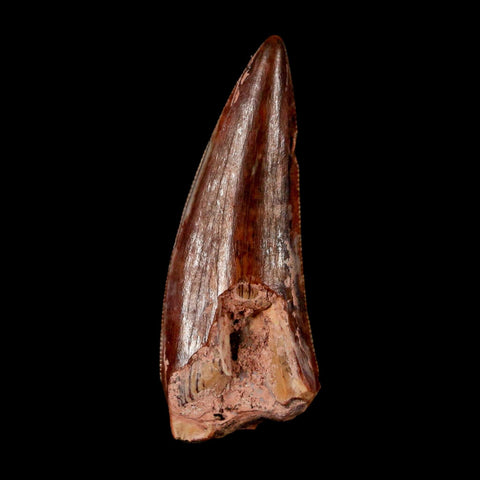 0.9" Postosuchus Rauisuchid Archosaur Fossil Tooth Redonda Formation NM COA Display - Fossil Age Minerals