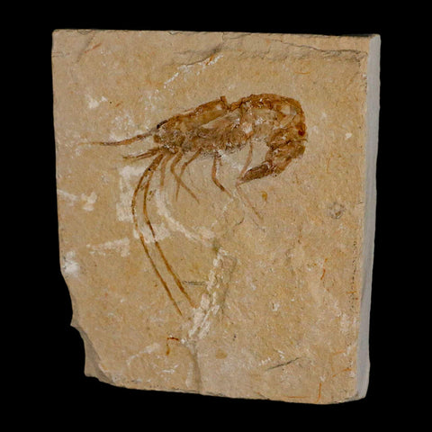 1.9" Fossil Shrimp Carpopenaeus Cretaceous Age 100 Mil Yrs Old Lebanon COA - Fossil Age Minerals