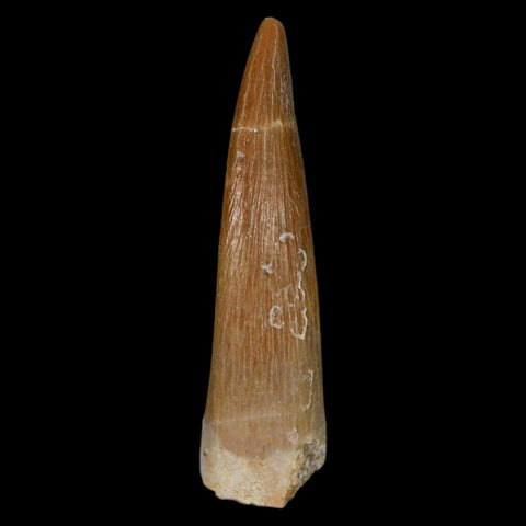 1.8" Plesiosaur Zarafasaura Tooth Fossil Cretaceous Dinosaur Era COA, Stand