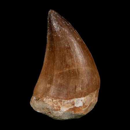 XL 2.1" Mosasaur Prognathodon Fossil Tooth Cretaceous Dinosaur Era COA Stand
