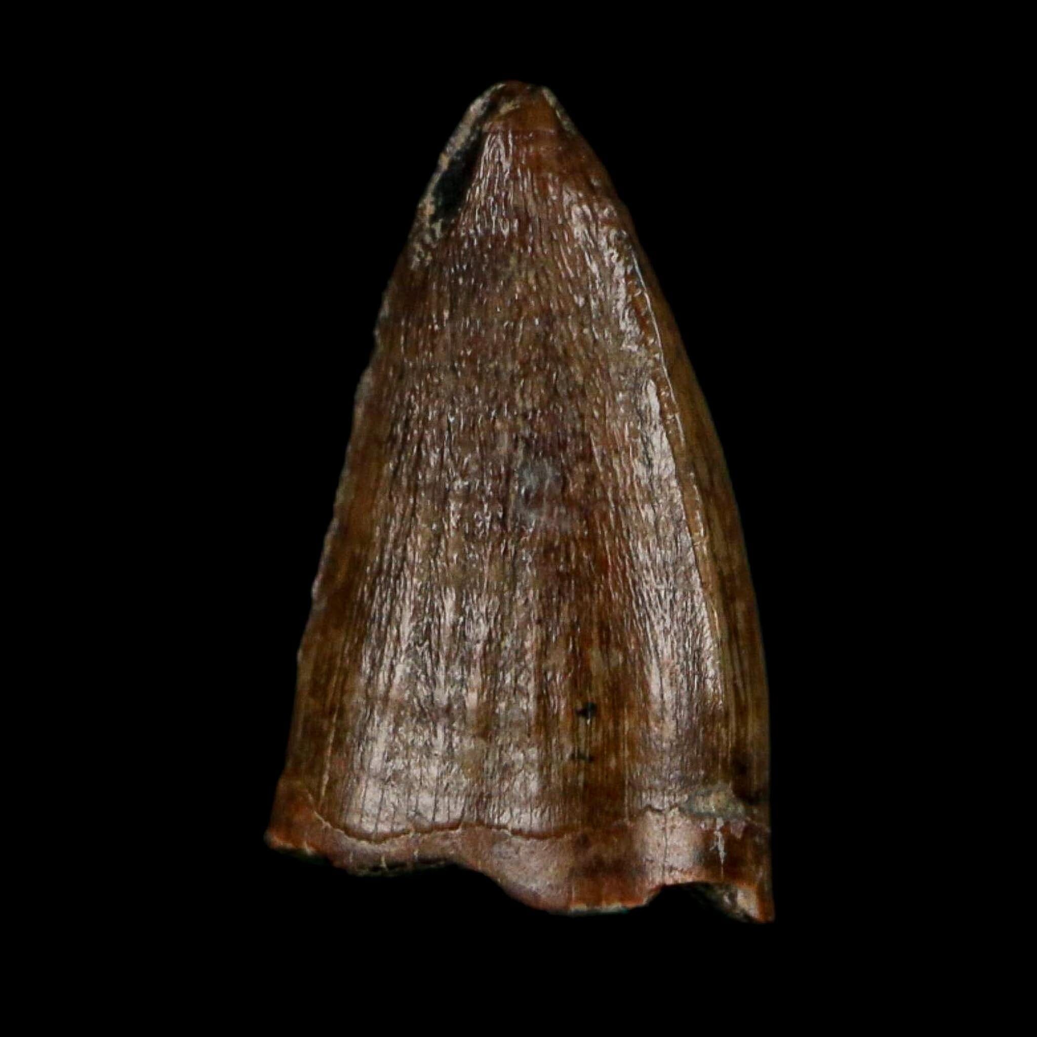 0.5 Crocodile Borealosuchus Fossil Tooth Judith River FM Montana COA Display - Fossil Age Minerals