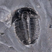 0.9" Elrathia Kingi Trilobite Fossil In Matrix House Range Utah Cambrian Age COA